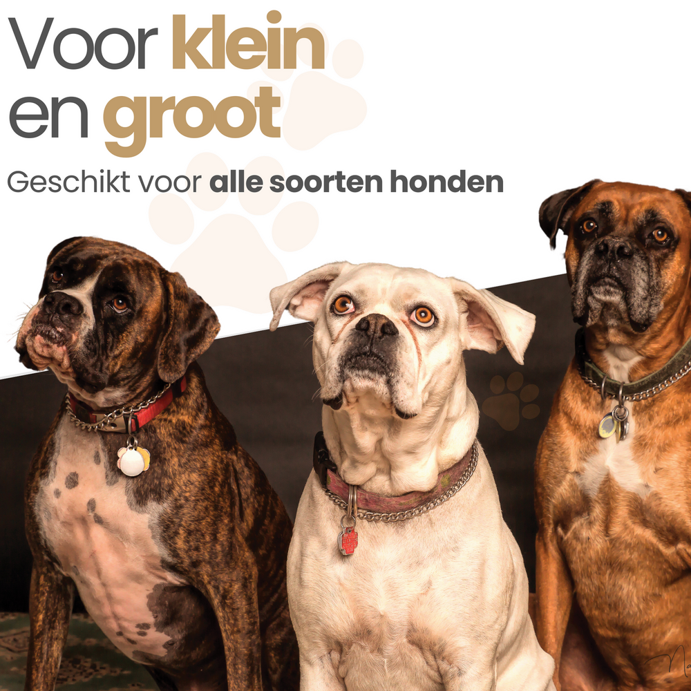 Auto Loopplank  Hond 157x40x14cm 