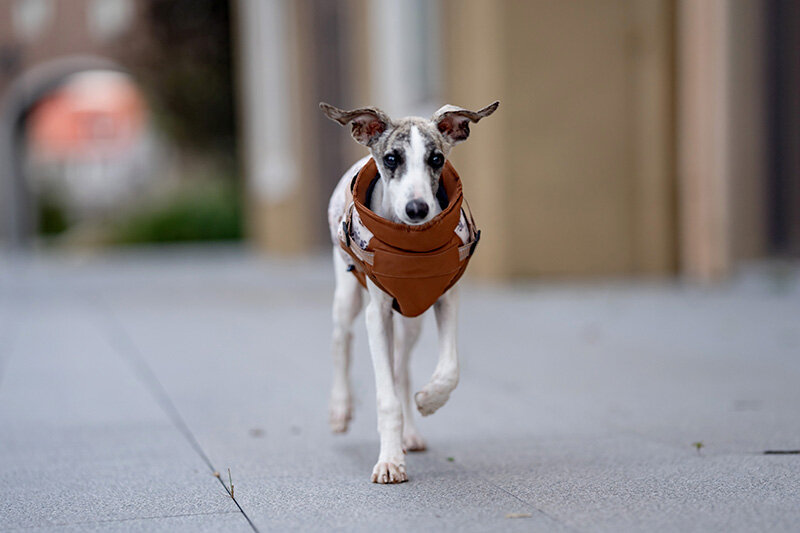 Dogs&amp;Co&reg; Warme  Hondenjas Bruin Print (Model 2025)