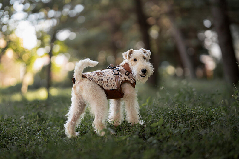 Dogs&amp;Co&reg; Warme  Hondenjas Bruin Print (Model 2025)