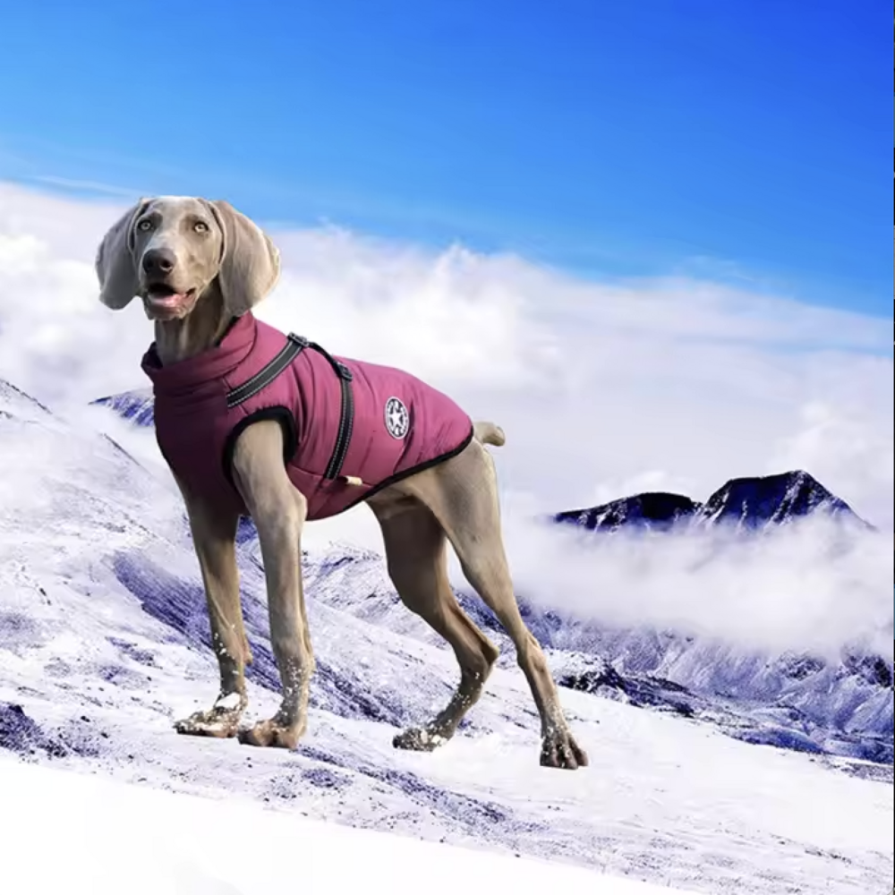 Dogs&amp;Co&reg; Warme  Hondenjas  Burgundy ALLEEN MAAT S 