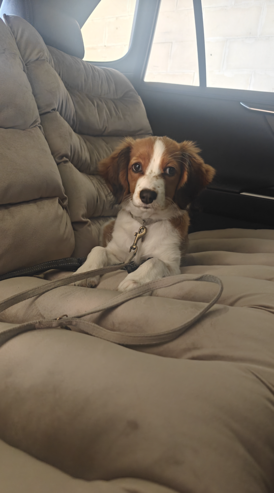Dogs&amp;Co&reg; Luxe Bankbeschermer voor in de auto GRIJS