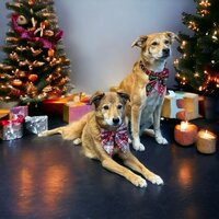 Kerst Hondenhalsband  met grote strik zwart/wit