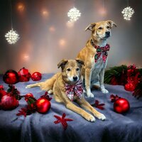 Kerst Hondenhalsband  met grote strik zwart/wit