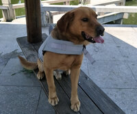 Dogs&amp;Co Zwemvest HAAI