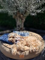Dogs&amp;Co Hondenmand Velvet Taupe 90x90cm