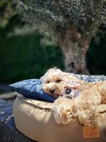 Dogs&amp;Co Hondenmand Velvet Taupe 90x90cm