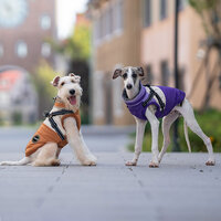 Dogs&amp;Co Warme  Hondenjas Paars 2026 model 