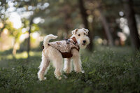 Dogs&amp;Co&reg; Warme  Hondenjas Bruin Print (Model 2025)