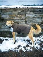 Dogs&amp;Co&reg; Honden Winterjas Bruin Quilt