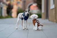 Dogs&amp;Co&reg; Warme  Hondenjas Navy Print (Model 2025)