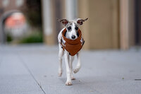 Dogs&amp;Co&reg; Warme  Hondenjas Bruin Print (Model 2025)