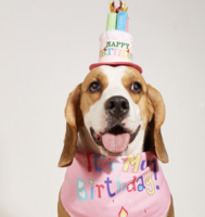 Honden Verjaardag Set &ndash; Verjaardagshoedje &amp; Bandana &ndash; It&rsquo;s My Birthday &ndash; Blauw