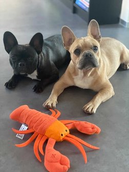 Dogs&Co Snuffelknuffel  Kreeft - Denkspel voor de hond - LOBSTER