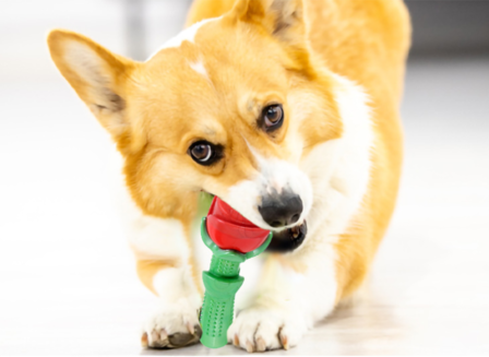 Bijtspeelgoed Rose Gift voor Kleine Honden of Puppies - Blauw