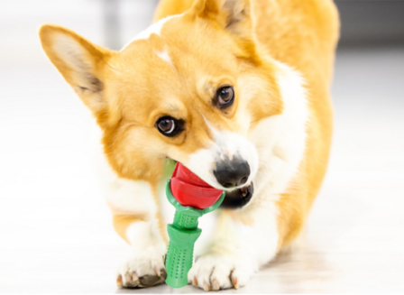 Bijtspeelgoed Rose Gift voor Kleine Honden of Puppies - Rood