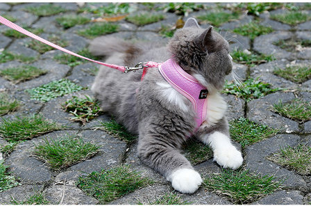 Kattenharnas - Harnas voor katten - Kattentuigje met looplijn - Roze