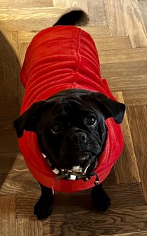 Dogs&Co Honden Badjas Rood