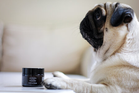 Alway your Friend  Paws &amp; Nose Balm 
