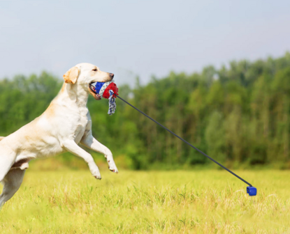 Dogs&amp;Co Trekspeeltje  met grondpen  nieuw model Blauw