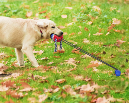 Dogs&Co Trekspeeltje  met grondpen  nieuw model Blauw