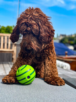 Dogs&amp;Co Interactieve speelbal - Wiebel-Giechel Speelbal voor de hond 14cm