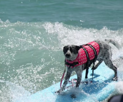 Zwemvest voor honden  Roze STIP