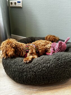 Dogs&amp;Co&reg; Donut Teddy 60cm Groen