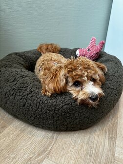 Dogs&amp;Co&reg; Donut Teddy 60cm Bruin