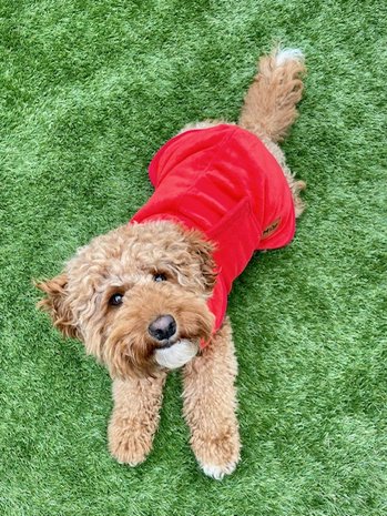 Dogs&Co Honden Badjas Rood