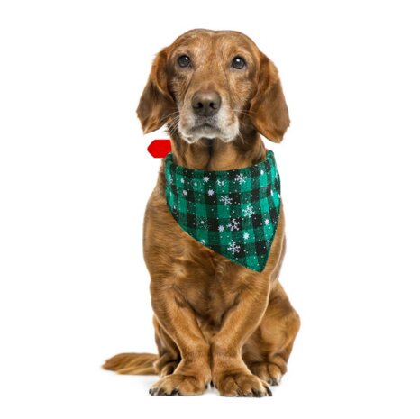 Kerst Halsband met Bandana Maat M Ruit Groen Snowflake