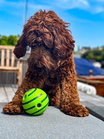 Dogs&Co Interactieve speelbal - Wiebel-Giechel Speelbal voor de hond 14cm