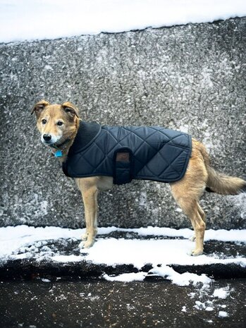 Dogs&Co Honden Winterjas Zwart Quilt