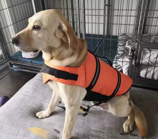 Zwemvest voor honden  Oranje