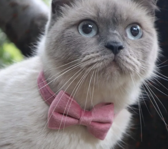 Kattenhalsband met strik Roze Velvet