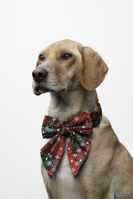 Kerst Hondenhalsband  met grote strik rood/groen